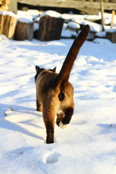 Siamesische Katze Erkundet Schnee Freien Niedliche Flauschige Kätzchen Die Schneewehen — Stockfoto