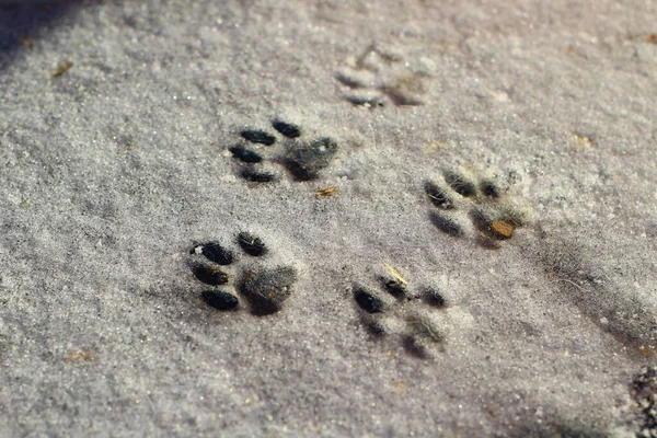 Kışın kar üzerinde kedi pençesi izleri.