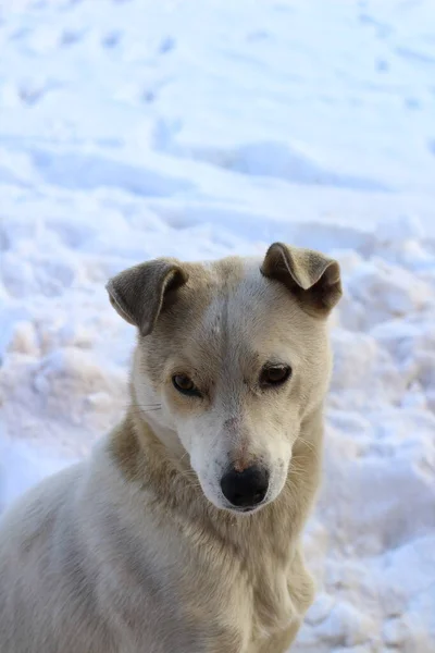 White Dog Snow — Stock Photo, Image