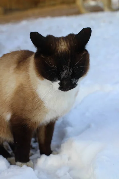 Siamese Cat Exploring Snow Outdoor Cute Fluffy Kitten Walking Snowdrift — 스톡 사진