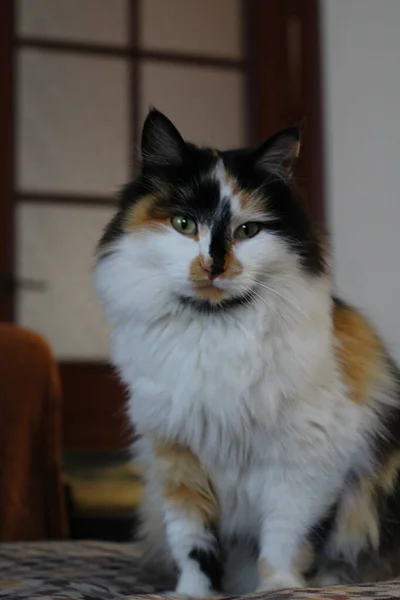 Pluizige Kat Zittend Bank Kamer — Stockfoto