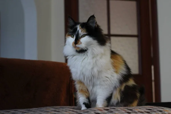 Fluffy Cat Sentado Sofá Habitación —  Fotos de Stock