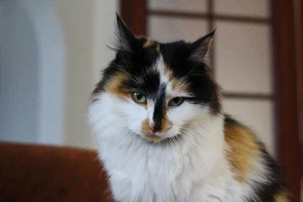 Flauschige Katze Sitzt Auf Sofa Zimmer — Stockfoto