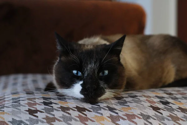 泰国暹罗睡猫躺在沙发上 — 图库照片