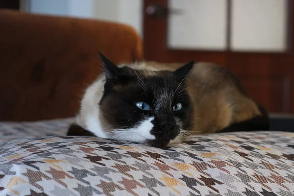 Thai Siamese Sleepy Cat Lying Sofa — Stock Photo, Image