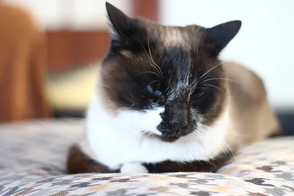 Thai Siam Schläfrige Katze Auf Sofa Liegend — Stockfoto