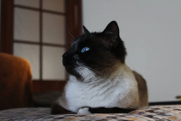 Сиамская Сонная Кошка Лежит Диване — стоковое фото