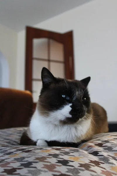 Thai Siam Schläfrige Katze Auf Sofa Liegend — Stockfoto