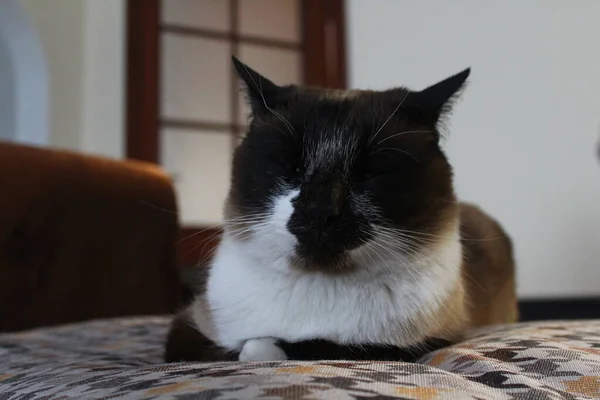 Tailandês Siamês Sonolento Gato Deitado Sofá — Fotografia de Stock