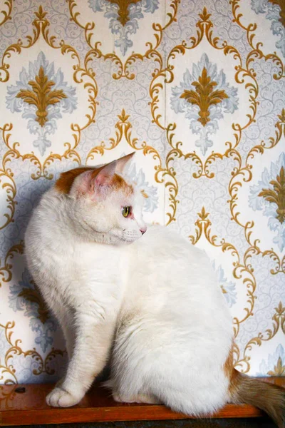 Gato Tricolor Esponjoso Puesta Sol Sentado Contra Pared Con Fondo —  Fotos de Stock