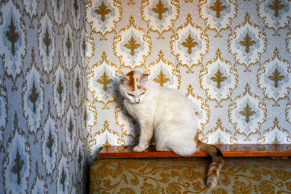 Gato Tricolor Fofo Pôr Sol Sentado Contra Parede Com Papel — Fotografia de Stock