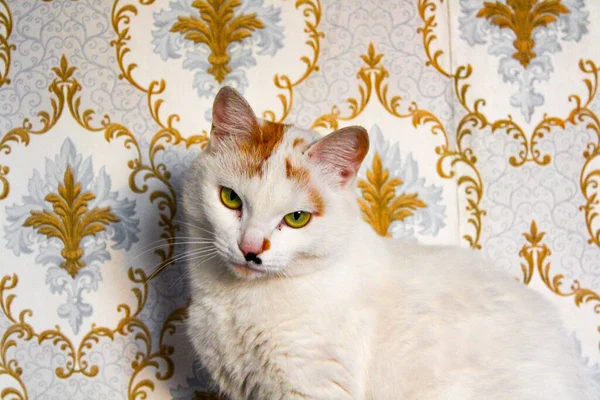 Fluffy Tricolor Cat Sunset Sitting Wall Floral Pattern Wallpaper — Stock Photo, Image