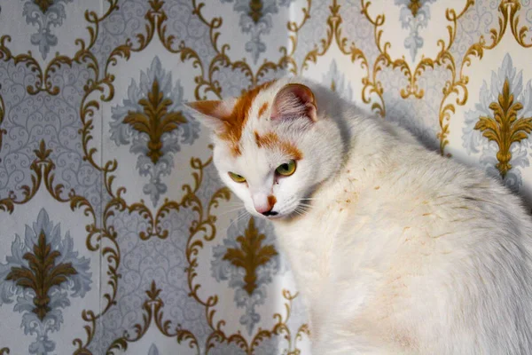 Fluffy Τρίχρωμη Γάτα Στο Ηλιοβασίλεμα Κάθεται Στον Τοίχο Floral Μοτίβο — Φωτογραφία Αρχείου