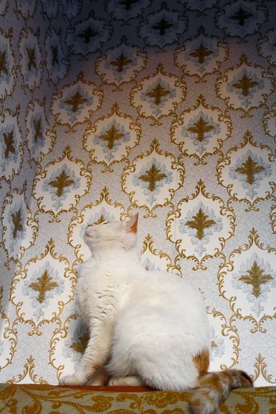 Fluffy Τρίχρωμη Γάτα Στο Ηλιοβασίλεμα Κάθεται Στον Τοίχο Floral Μοτίβο — Φωτογραφία Αρχείου