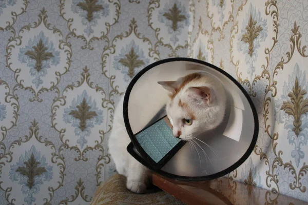 Gato Con Cono Mascotas Para Recuperación Collar Protector Plástico Para —  Fotos de Stock