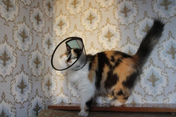 Yileşmek Için Kedi Hayvan Konisi Ameliyat Sonrası Plastik Koruyucu Tasma — Stok fotoğraf
