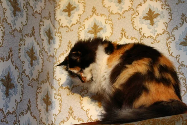 Gato Tricolor Esponjoso Puesta Sol Sentado Contra Pared Con Fondo —  Fotos de Stock