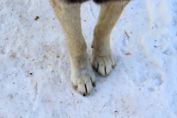 Pies Perro Primer Plano Nieve —  Fotos de Stock