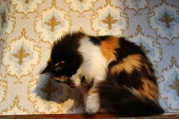 日落时分 毛茸茸的三色猫靠着墙坐着 墙上挂着花纹壁纸 — 图库照片