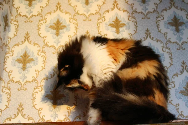 Gato Tricolor Fofo Pôr Sol Sentado Contra Parede Com Papel — Fotografia de Stock