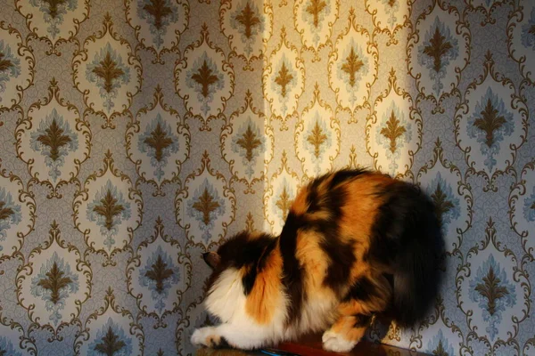 Fluffy Gatto Tricolore Tramonto Seduto Contro Muro Con Carta Parati — Foto Stock