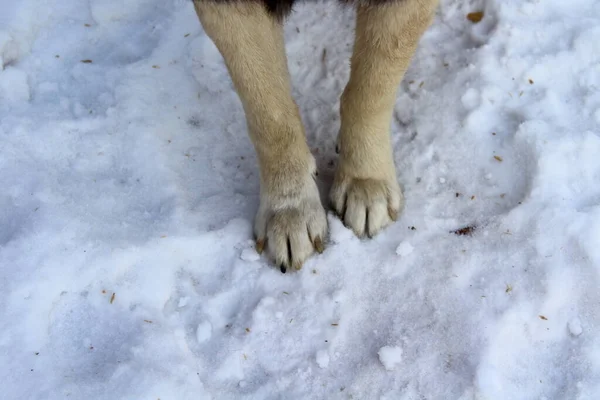 Pies Perro Primer Plano Nieve —  Fotos de Stock