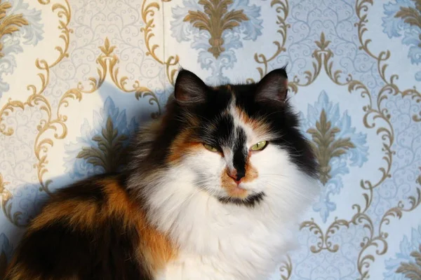 日落时分 毛茸茸的三色猫靠着墙坐着 墙上挂着花纹壁纸 — 图库照片