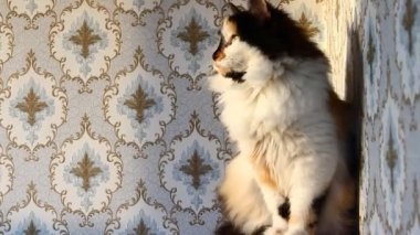 Gün batımında üç renkli tüylü kedi. Çiçek desenli duvar kağıdıyla duvara yaslanmış ve kendini tımar ediyor.