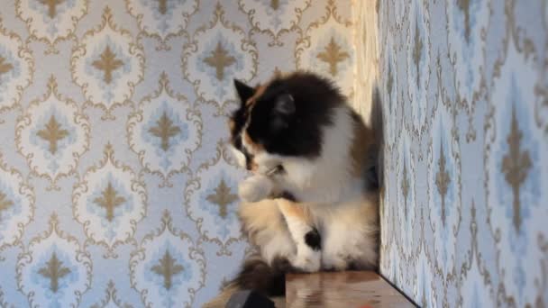 Fluffy Tricolor Katt Solnedgången Sitter Mot Väggen Med Blommigt Mönster — Stockvideo