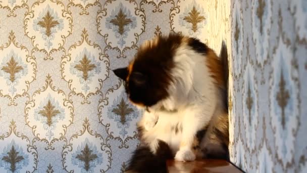 Fluffy Tricolor Katt Solnedgången Sitter Mot Väggen Med Blommigt Mönster — Stockvideo