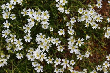 Serastium fontanum, ayrıca fare kulaklı civciv, fare kulaklı veya yıldız otlu olarak da bilinir.