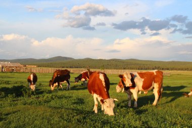 İnekler sürüsü gün batımında çayırlarda otluyor. 