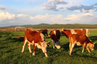 İnekler sürüsü gün batımında çayırlarda otluyor. 