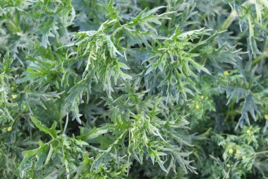 Isırgan otu tam çerçeve bırakır