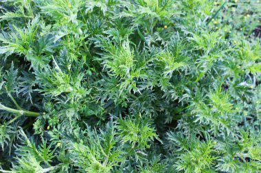 Isırgan otu tam çerçeve bırakır