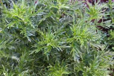 Isırgan otu tam çerçeve bırakır