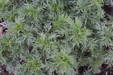 Isırgan otu tam çerçeve bırakır