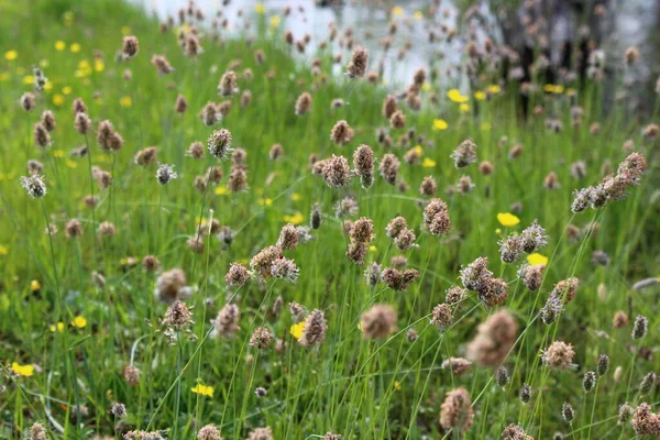 Nehir Kıyısında Yabani Papaver Çiçekleri Sazlıklar — Stok fotoğraf