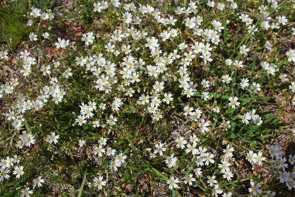 Serastium fontanum, ayrıca fare kulaklı civciv, fare kulaklı veya yıldız otlu olarak da bilinir.