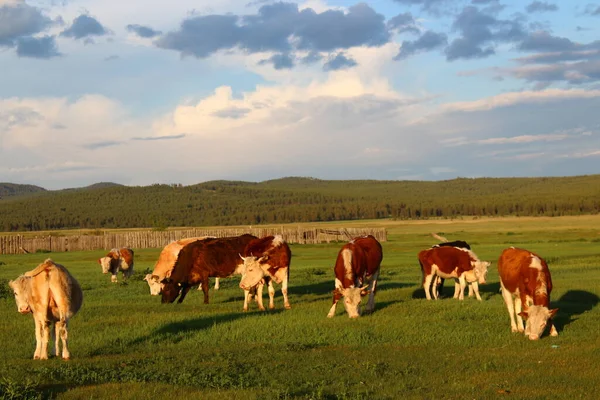 İnekler sürüsü gün batımında çayırlarda otluyor. 