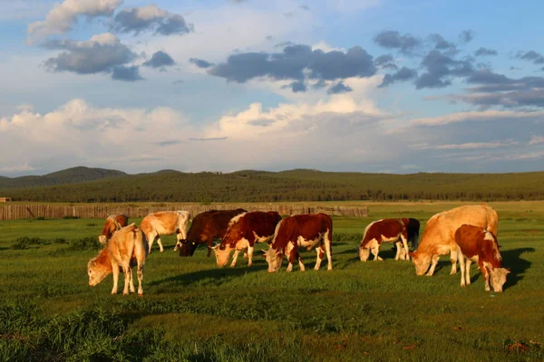 Стадо Коров Пасущихся Летнем Лугу Закате — стоковое фото
