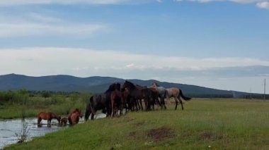 Yazın nehirde at sürüsü
