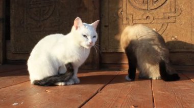 Kediler dışarıda kendilerini tımar ediyorlar.