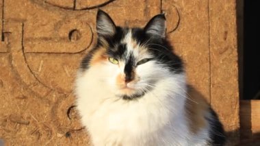Tahta verandada Sarı Gözlü Kedi Portresi ve tüylü kürk bıyıkları