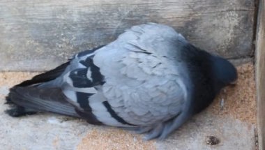 Güvercin Yakın plan Güzel Güvercin Parlak tüyleri ve kanatları ve gözleri, Keskin Gaga Gagalama Gıdası