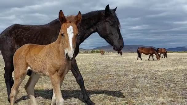 馬や馬の家族のカメラを見て 春の牧草地で馬の群れ — ストック動画