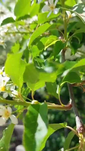 Wideo Kwitnącym Prunus Padus Znanym Jako Czereśnia Hackberry Hagberry Lub — Wideo stockowe