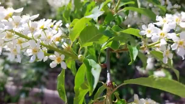 Video Blooming Prunus Padus Known Bird Cherry Hackberry Hagberry Mayday — Stockvideo