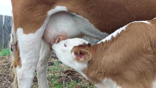 Newborn Calf Sucking Milk Udder — Vídeo de Stock