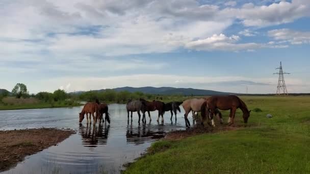 夏に川に馬の群れ — ストック動画